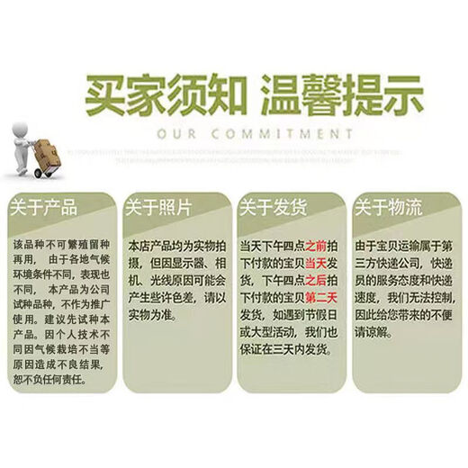 Fengba C929 watermelon seed round melon with thin skin, super sweet, medium and late maturity, high yield and disease resistance base, special for Fengba C929 one can (80g)