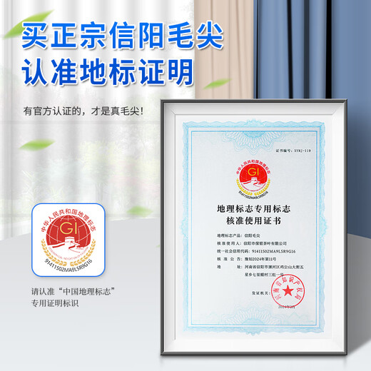 
Baoyin [Self-drinking recommendation] Xinyang Maojian 2025 new tea green tea spring tea special tender buds and strong fragrance type 250 grams