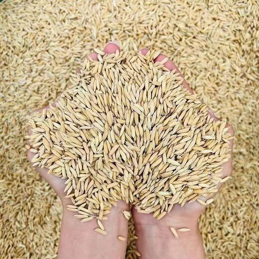 Sumi grows rice 50Jin Jin is equal to 0.5kg Feed chickens, ducks, geese and pigeons cheap wholesale 25KG farmers grow rice with shell millet rice fine fine grow rice