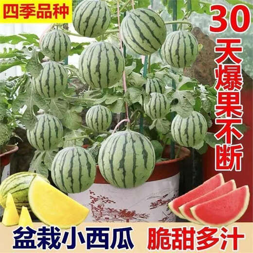 Super sweet honey small watermelon seeds ruby seedless small watermelon for four seasons planting balcony courtyard potted fruit seeds honey potted small watermelon seeds (can be eaten in 30 days) high-yielding varieties 3 packs of about 120 seeds new seeds