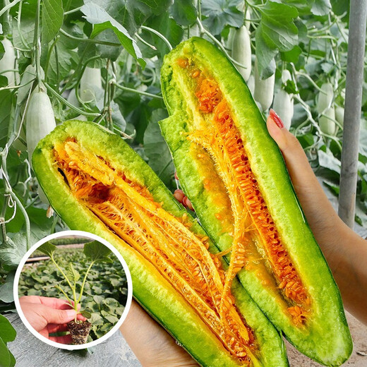 Dayu Boyang No. 9 melon seed seedlings collection, honeydew melon, eight-mile crispy melon seed old variety, 20 grafted horn honey melon seedlings