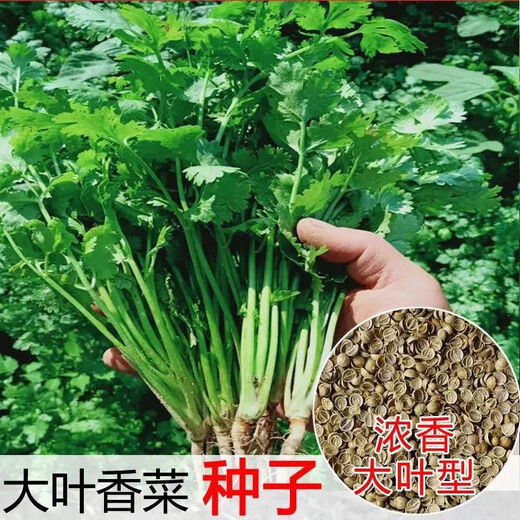 Four Seasons Large-leaf Coriander Seeds Coriander Seeds Garden Field Balcony Potted Plants Easy-to-Grow Vegetable Seeds Complete Collection of Large-leaf Coriander Seeds 1 Pack About 600 Tablets