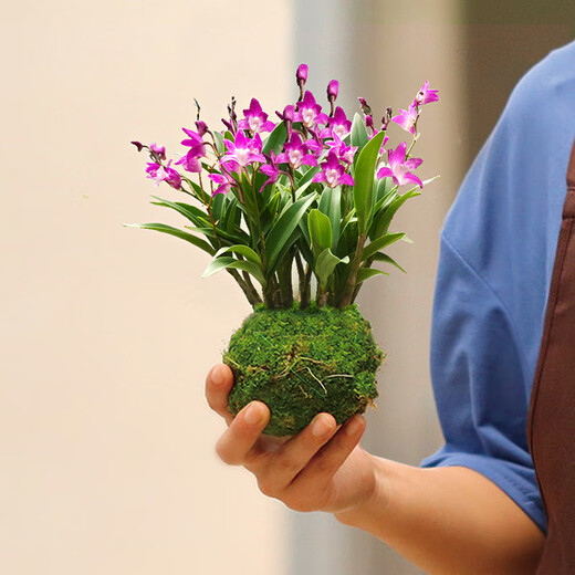 Liu Ge Orchid Perfume Dendrobium Orchid Potted Indoor Desktop Orchid Seedlings 18 Seedlings with 3 Foils and Porcelain White Pots Source Straight Hair