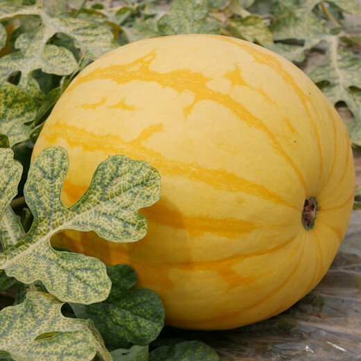 Shouhe yellow-skinned and red-flesh watermelon seeds for all seasons Jinlinglong yellow-skinned watermelon seeds 10 capsules 3 early maturing