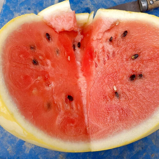 Shouhe yellow-skinned and red-flesh watermelon seeds for all seasons Jinlinglong yellow-skinned watermelon seeds 10 capsules 3 early maturing