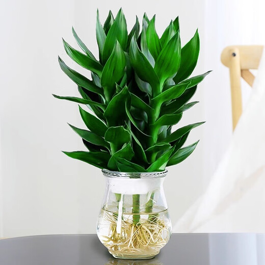 Green Intentional Guanyin Bamboo Rich Bamboo Hydroponic Plants Flowers with Roots Green Plants Pothos Indoor Potted Plants Transfer Bamboo Water for Good Growth 3 Guanyin Bamboo Trees with Roots (Simple Cup) + Nutrient Solution