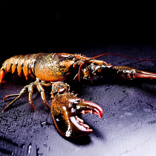 Fresh Boston lobster 400-500g/piece