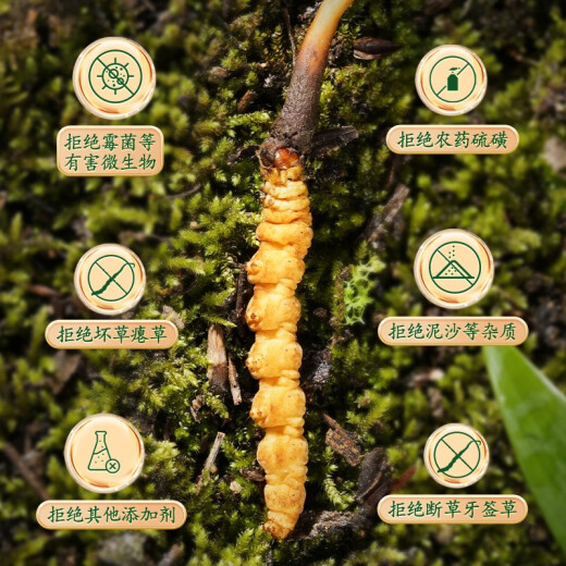 圣迪康藏2025年头茬新鲜冬虫夏草鲜虫草冷鲜空运送礼自用滋补礼品 1.0克/根  20根装