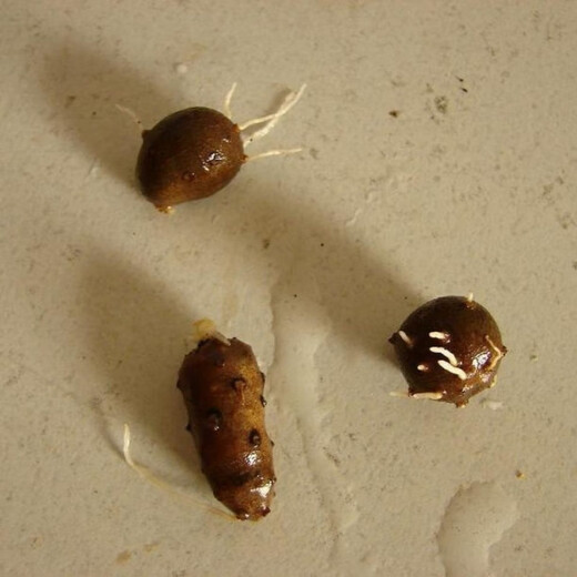 Authentic Iron Bar Yam Bean Seed Farmer Huaiyam Seedlings Yam Mouth Germinated Yam Bean Nursery Potted Plant Germination Grain (500) Authentic Iron Bar Yam Bean