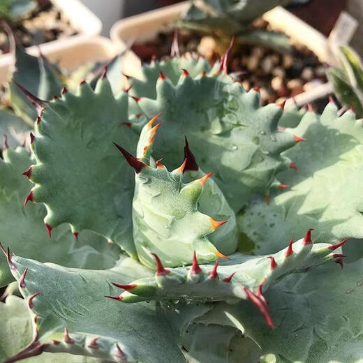 
Mingyu Junyue Argan Agave Trendy Plants are simple and easy to grow desert green plants with thick leaf agave drought-tolerant plants. Argan Agave 8-10 cm. No pots