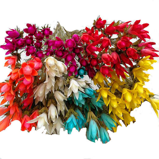 AIMAN Yunnan dried flower bouquet natural real flowers octagonal flower magnolia flower small lily living room decoration soft furnishing matching yellow (1 bouquet of 30 flowers free of charge)