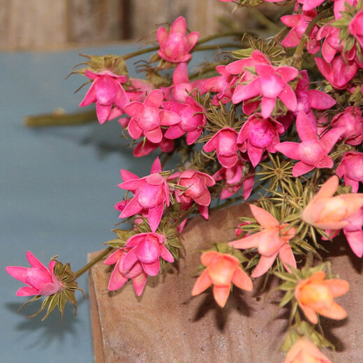 AIMAN Yunnan dried flower bouquet natural real flowers octagonal flower magnolia flower small lily living room decoration soft furnishing matching yellow (1 bouquet of 30 flowers free of charge)