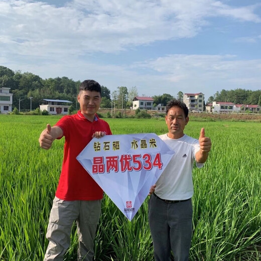Jingliangyou 534 stable yield hybrid rice seed diamond rice national approved hybrid rice Longping rice seed original Jingliangyou 534 one bag (21000 grains) about 1 Jin Jin equals 0.5 kg