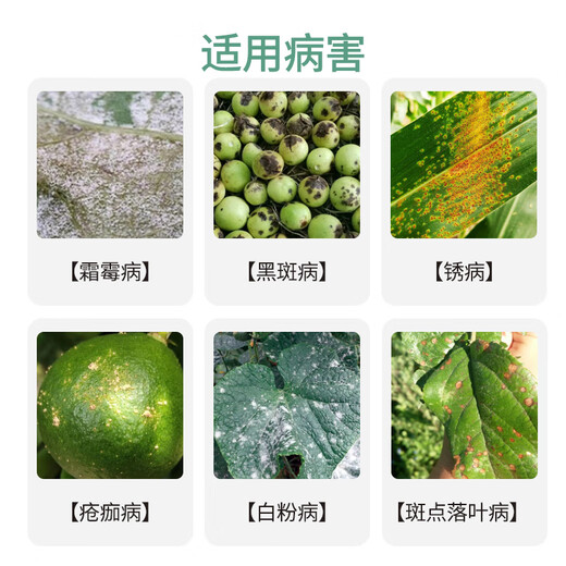 Bangsec 75% chlorothalonil fungicide blue powder cucumber vegetable fruit tree powdery mildew downy mildew chlorothalon pesticide fungicide