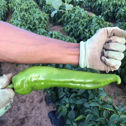 Large-fruited horn pepper seeds for field planting vegetable seeds in spring and autumn, high yield and early maturing pepper seeds, garden vegetable seeds, horn pepper seeds, about 800 seeds, 2 packs