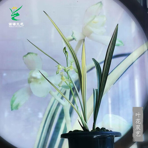 Wengyuan Orchid Jianlan Hetianxia Yehua Dual Art Lotus-shaped Plain Heart Ceiling Advanced Xiangyi Precious Resource Grass Hetianxia 1 Seedling Random High-end Purple Clay Pot Plant