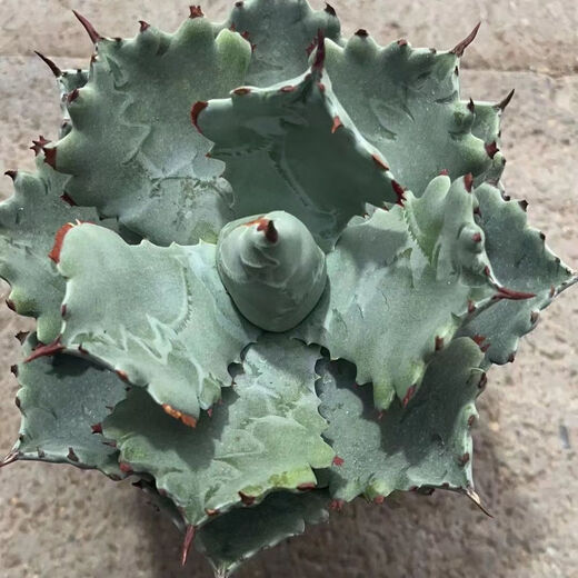 
Mingyu Junyue Argan Agave Trendy Plants are simple and easy to grow desert green plants with thick leaf agave drought-tolerant plants. Argan Agave 8-10 cm. No pots