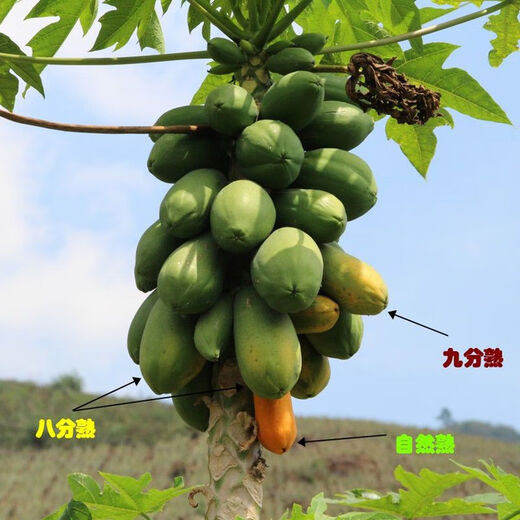 Dwarf papaya seedlings, fruit papayas, red-fleshed papaya seedlings, large green papaya seedlings that bear fruit in four seasons, potted courtyards, 2 dwarf papaya seedlings (10 cm high), free reissue after receiving dead seedlings (with cups and leaves)