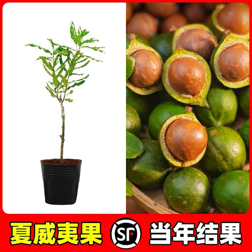 桂热一号坚果苗澳洲夏威夷果正宗矮化嫁接苗庭院常绿树苗带土发货 695号坚果四年【带营养杯发货】 90cm(含)-99cm(含)