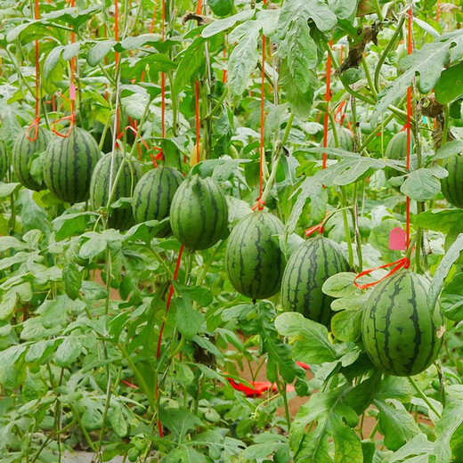 Shouhe fruit seeds early spring ruby gift watermelon 2k small watermelon thin skin sweet spring planting balcony potted plant Shouhe Weifeng series Xiaofeng watermelon seeds 15 capsules