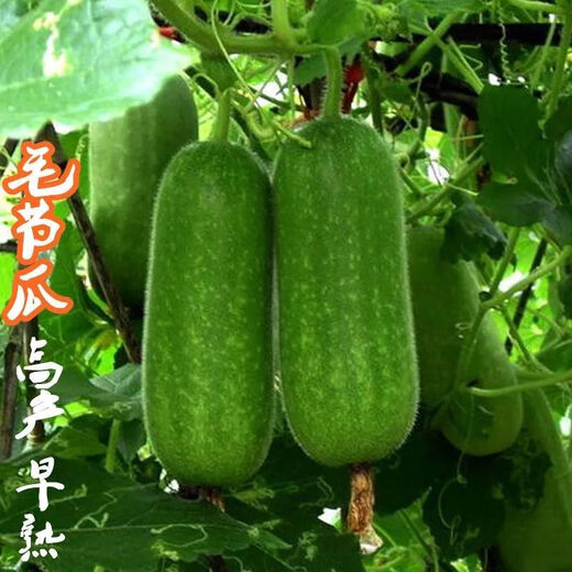 Hairy melon seeds are easy to sow in all seasons. Winter melon seeds are grown in fields and courtyards. Hairy melon vegetable seeds are easy to sow. Winter melon simple pack 70 capsules