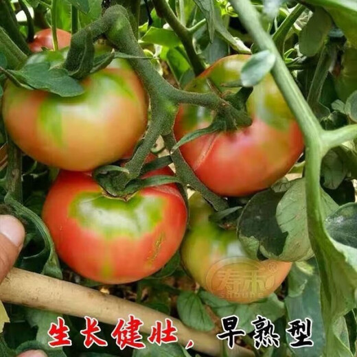 Fruit Strawberry Tomato Seeds Super Sweet Tomato Seedlings Northeast Iron Bark Seeds Balcony Field Spring, Autumn, and Winter Seasons Iron Bark Tomato Seeds #WG7 Original Pack of About 213