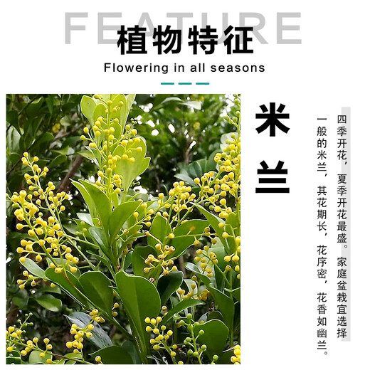 Xilin Garden Mailand -Blütenplants, Blumen und Pflanzen Innenblütensämlinge, in allen Jahreszeiten blühen und Luftbalkongrünen Pflanzen reinigen. Mailand + Sky Blue Pot 686 + Runde Paletten. Lieferung mit Töpfen