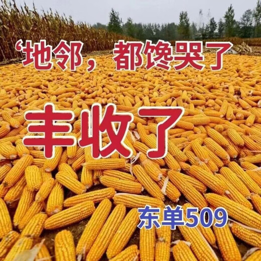 Spot new species Dongdan 509 double national-approved twin short-stem extra-large cob high-yielding corn seed purple stem purple root lodging resistance Big Mac Dongdan 509 whole bag 3.2 Jin Jin equals 0.5 kg per acre red axis long grain lodging resistance drought and pest resistance high temperature