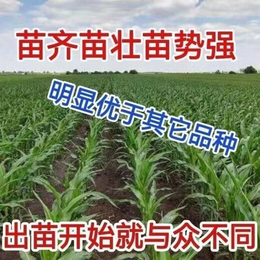 New species double national review original Zhongkeyu 505 corn seeds are resistant to lodging and insects. It is good to sow low-stem big stick seeds in spring and summer. New species original Zhongkeyu 505 4200 grains x1-pack