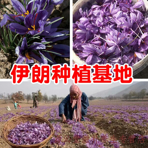藏迪康藏红花伊朗特级正宗西红花番红花泡水喝3g5g礼盒装 伊朗特级B 10g圆瓶女神装(礼盒装