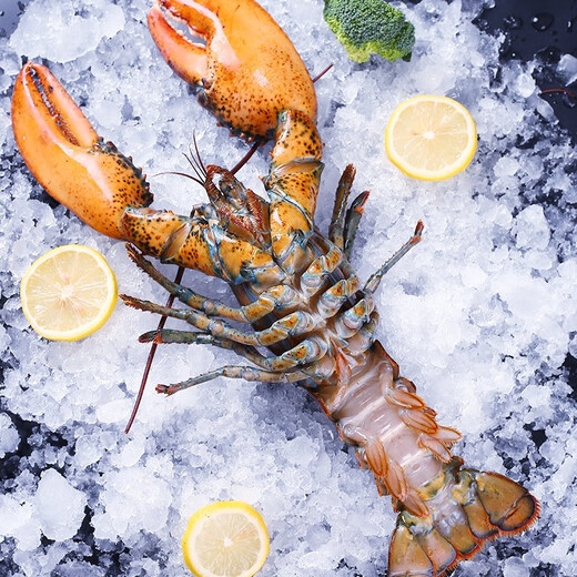 YOUDAO extra large Boston lobster fresh frozen imported Canadian lobster non-live seafood gift box 500-600g