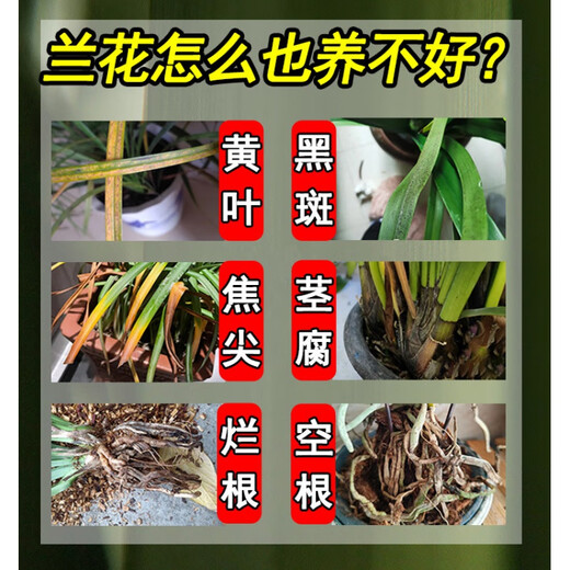 Orchid multi-flare, orchid special lazy nutrient solution to promote flowering, delay the flowering period and treat yellow leaves, general-purpose liquid fertilizer, orchid multi-flare, 300ML*1 bottle