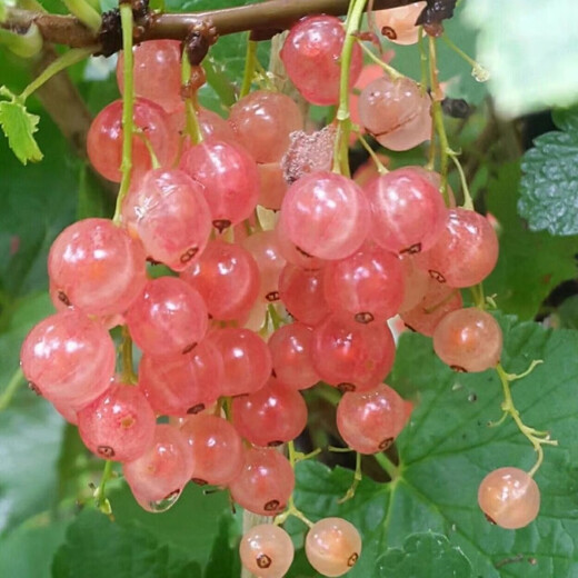 Currant Seeds Gooseberry Tree Potted Fruit Berry Seeds Patio Balcony Red Currant Seeds Selected 1 Pack of 100 Capsules