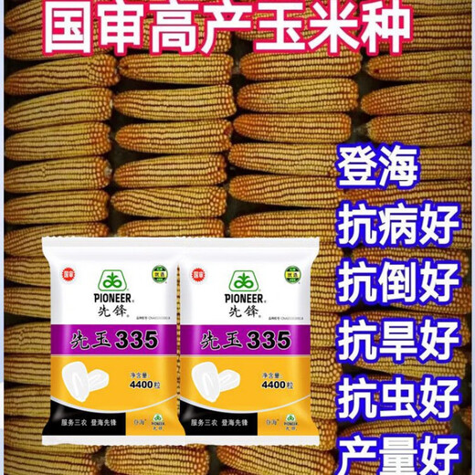 New insect-resistant version of Pioneer Xianyu 335 nationally approved corn seeds, high-yielding corn seeds, good seeds from the north and south. Insect-resistant version of Xianyu 335 original 1 bag 4400 grains