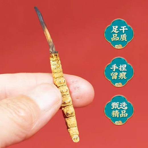 雄风道正宗冬虫夏草虫草头期藏区雪域冬虫夏草过节送礼礼盒装 3根/克 30克装