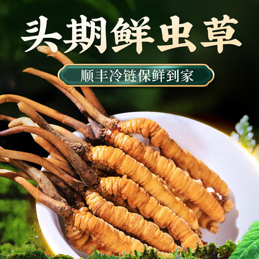 Lei Yunshang Cordyceps sinensis, первая фаза свежего кордицепса, экологическое разведение, холодная свежая доставка, свежий кордицепс не поддерживает возврат, 100 штук (0,4-0,6 г/шт.)