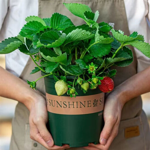 Cream strawberry seedlings potted four-season strawberry seedlings planted in the south and north bear fruit in the same year. Bare roots are cold and frost-resistant (four seasons cream strawberry) (10 pieces++pot+fertilizer) and the results are endless.