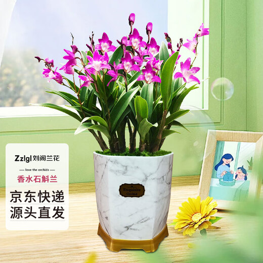 Liu Ge Orchid Perfume Dendrobium Orchid Potted Indoor Desktop Orchid Seedlings 18 Seedlings with 3 Foils and Porcelain White Pots Source Straight Hair