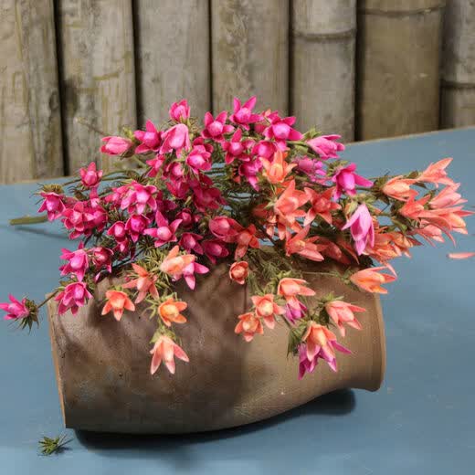 AIMAN Yunnan dried flower bouquet natural real flowers octagonal flower magnolia flower small lily living room decoration soft furnishing matching yellow (1 bouquet of 30 flowers free of charge)