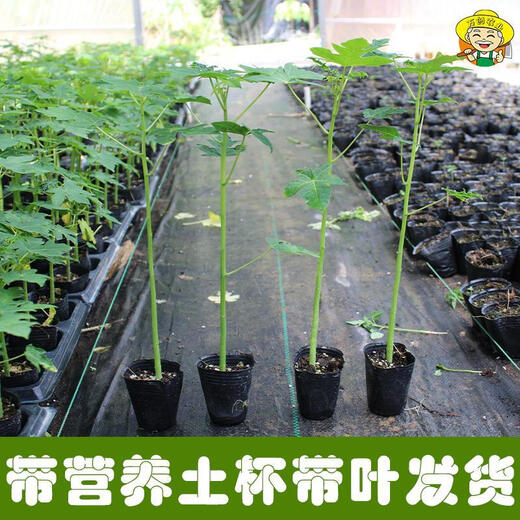 Dwarf papaya seedlings, fruit papayas, red-fleshed papaya seedlings, large green papaya seedlings that bear fruit in four seasons, potted courtyards, 2 dwarf papaya seedlings (10 cm high), free reissue after receiving dead seedlings (with cups and leaves)