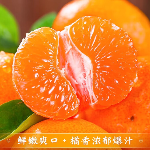京觅浙江涌泉蜜桔 净重4.5斤 单果50mm+无籽蜜橘新鲜采摘源头直发包邮