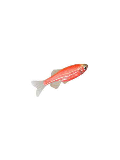 Mo Zhiyao Ornamental Fish Zebrafish Living Small Living Fish Freshwater Practice Fish Crazy Tropical Fish Six Colored Rainbow Zebras 6 Free 2 Get 2 Loss Prevent Loss 8
