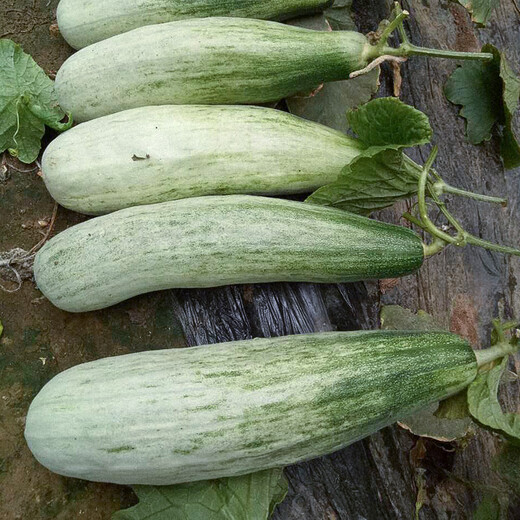 Shouhe Shandong croissant honey seed seedlings winter and spring melon muskmelon seeds Weiyu Shouting No. 9 crocus honey seeds 200 capsules