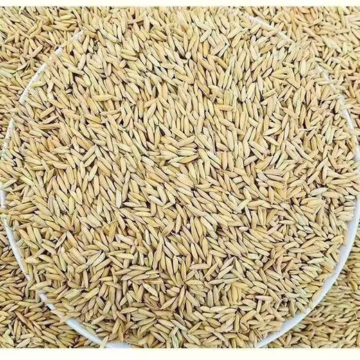 Sumi grows rice 50Jin Jin is equal to 0.5kg Feed chickens, ducks, geese and pigeons cheap wholesale 25KG farmers grow rice with shell millet rice fine fine grow rice