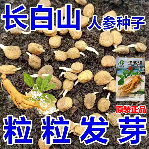 Changbai Mountain ginseng seeds, wild ginseng seeds, easy to grow Chinese medicinal materials in all seasons, easy to live indoor flower pots, ginseng seeds, shipped without buds, big sale, 3 bags selected, about 156 capsules