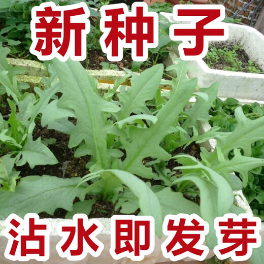 New seeds on the market New Zealand imported sweet wheat rapeseed oilseed rapeseed four-season vegetable seeds collection sweet potato flower bud seeds high germination rate original factory packaging 1 pack of about 1088 new seeds