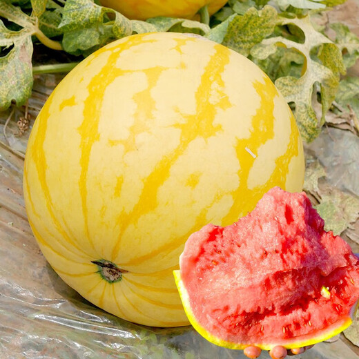 Dayu Yellow Heart Watermelon Seeds Complete Collection Early Mature Yellow Skin Red Flesh Yellow Flesh Special Xiaofeng Watermelon Seeds Southern Fruit Japan丨Benjin Linglong Watermelon Seeds 100 Original