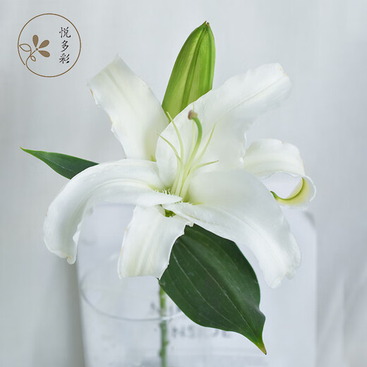 Yue Colorful AB grade high-quality perfume lilies, various living flowers for home and office, Kunming base, freshly picked for straight hair, 10 random single-color lilies (5 branches for double heads)