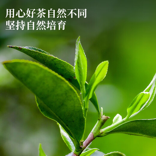 福东顺 茶叶 大红袍乌龙茶正宗福建原产礼盒装500g送礼自己喝