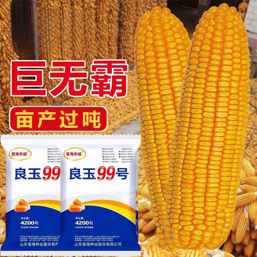 Arbre de semence de maïs Liangyu 99 à rendement stable approuvé au niveau national, grain fin, résistant aux températures profondes, résistant à la verse, résistant aux maladies, semence de maïs à rendement super stable, Liangyu 99 original, 4200 grains, un acre de terre